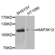 Western blot analysis of extracts of various cell lines, using MAP3K12 antibody (abx005841) at 1/1000 dilution.