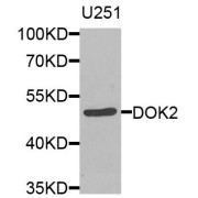 Western blot analysis of extracts of U-251MG cells, using DOK2 antibody (abx005843) at 1/1000 dilution.