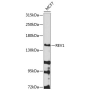 Western blot analysis of extracts of MCF-7 cells, using REV1 antibody (abx005855) at 1/1000 dilution.