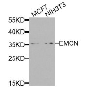 Western blot analysis of extracts of various cell lines, using EMCN antibody (abx005856) at 1/1000 dilution.