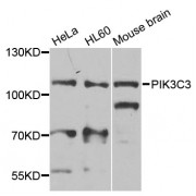 Western blot analysis of extracts of various cell lines, using PIK3C3 antibody (abx005867) at 1/1000 dilution.