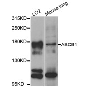 Western blot analysis of extracts of various cell lines, using ABCB1 antibody (abx005868) at 1/1000 dilution.