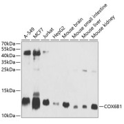 Western blot analysis of extracts of various cell lines, using COX6B1 antibody (abx005869) at 1/1000 dilution.