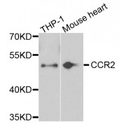 Western blot analysis of extracts of various cell lines, using CCR2 antibody (abx005872) at 1/1000 dilution.