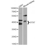Western blot analysis of extracts of various cell lines, using STX7 antibody (abx005891) at 1/1000 dilution.