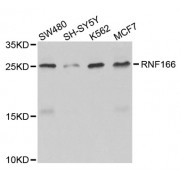 Western blot analysis of extracts of various cell lines, using RNF166 antibody (abx005904) at 1/1000 dilution.