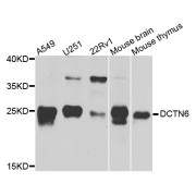 Western blot analysis of extracts of various cell lines, using DCTN6 antibody (abx005907) at 1/1000 dilution.