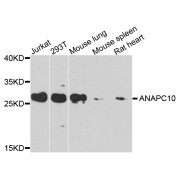 Western blot analysis of extracts of various cell lines, using ANAPC10 antibody (abx005911) at 1/1000 dilution.