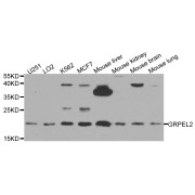 Western blot analysis of extracts of various cell lines, using GRPEL2 antibody (abx005913) at 1/1000 dilution.