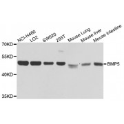 Western blot analysis of extracts of various cell lines, using BMP5 antibody (abx005920) at 1/1000 dilution.