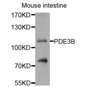 Western blot analysis of extracts of mouse small intestine, using PDE3B antibody (abx005929) at 1/1000 dilution.