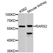 Western blot analysis of extracts of various cell lines, using RARS2 antibody (abx005937) at 1/1000 dilution.