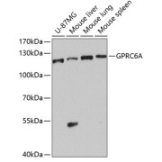 Western blot analysis of extracts of various cell lines, using GPRC6A antibody (abx005942) at 1/1000 dilution.