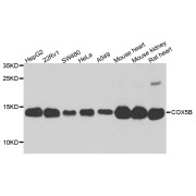 Western blot analysis of extracts of various cell lines, using COX5B antibody (abx005958) at 1/1000 dilution.