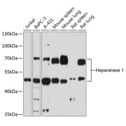 Western blot analysis of extracts of various cell lines, using HPSE antibody (abx005980) at 1/1000 dilution.