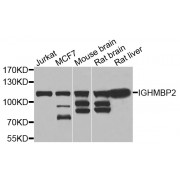 Western blot analysis of extracts of various cell lines, using IGHMBP2 antibody (abx006006) at 1/1000 dilution.