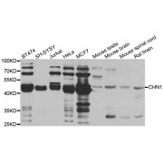 Western blot analysis of extracts of various cell lines, using CHN1 antibody (abx006009) at 1/1000 dilution.