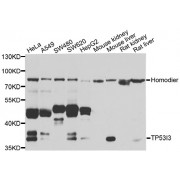 Western blot analysis of extracts of various cell lines, using TP53I3 antibody (abx006019) at 1/1000 dilution.