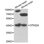 Western blot analysis of extracts of various cell lines, using STK32A antibody (abx006030) at 1/1000 dilution.