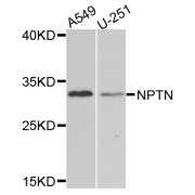 Western blot analysis of extracts of various cell lines, using NPTN antibody (abx006050) at 1/1000 dilution.