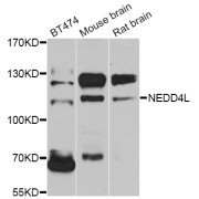 Western blot analysis of extracts of various cell lines, using NEDD4L antibody (abx006059) at 1/1000 dilution.