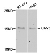 Western blot analysis of extracts of various cell lines, using CAV3 antibody (abx006060) at 1/1000 dilution.