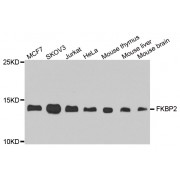 Western blot analysis of extracts of various cell lines, using FKBP2 antibody (abx006068) at 1/1000 dilution.
