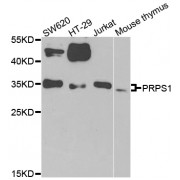 Western blot analysis of extracts of various cell lines, using PRPS1 antibody (abx006076) at 1/1000 dilution.