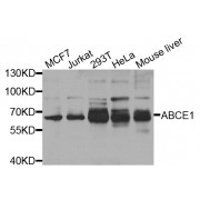 Western blot analysis of extracts of various cell lines, using ABCE1 antibody (abx006077) at 1/1000 dilution.