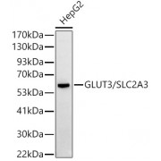 WB analysis of extracts of HepG2 cells, using SLC2A3 Antibody (1/500 dilution).