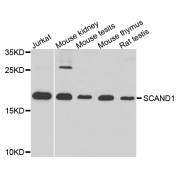 Western blot analysis of extracts of various cell lines, using SCAND1 antibody (abx006122) at 1/1000 dilution.