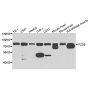 Western blot analysis of extracts of various cell lines, using FZD9 antibody (abx006123) at 1/1000 dilution.