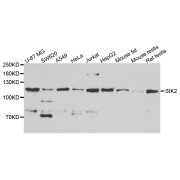 Western blot analysis of extracts of various cell lines, using SIK2 antibody (abx006125) at 1/1000 dilution.