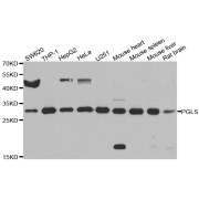 Western blot analysis of extracts of various cell lines, using PGLS antibody (abx006136) at 1/1000 dilution.