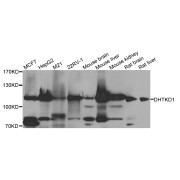 Western blot analysis of extracts of various cell lines, using DHTKD1 antibody (abx006137) at 1/1000 dilution.