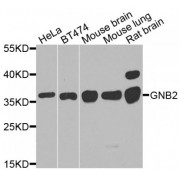 Western blot analysis of extracts of various cell lines, using GNB2 antibody (abx006147) at 1/1000 dilution.