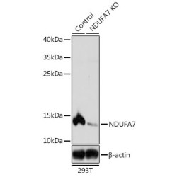 NADH Ubiquinone Oxidoreductase Subunit A7 (NDUFA7) Antibody