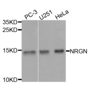 Western blot analysis of extracts of various cell lines, using NRGN antibody (abx006154) at 1/1000 dilution.