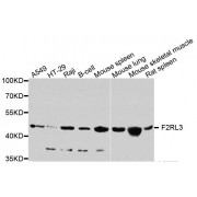 Western blot analysis of extracts of various cell lines, using F2RL3 antibody (abx006163) at 1/1000 dilution.