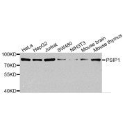 Western blot analysis of extracts of various cell lines, using PSIP1 antibody (abx006165) at 1/1000 dilution.