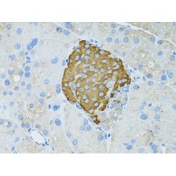 Transcription Elongation Factor, Mitochondrial (TEFM) Antibody