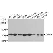 Western blot analysis of extracts of various cell lines, using ZNF408 antibody (abx006171) at 1/1000 dilution.