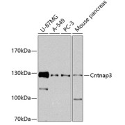 Western blot analysis of extracts of various cell lines, using Cntnap3 antibody (1/1000 dilution).