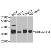 Western blot analysis of extracts of various cell lines, using CDC42EP3 antibody (abx006192) at 1/1000 dilution.