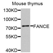 Western blot analysis of extracts of mouse thymus, using FANCE antibody (abx006201) at 1/1000 dilution.