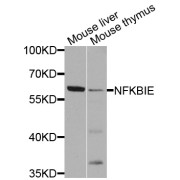 Western blot analysis of extracts of various cell lines, using NFKBIE antibody (abx006204) at 1/1000 dilution.