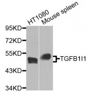 Western blot analysis of extracts of various cell lines, using TGFB1I1 antibody (abx006206) at 1/1000 dilution.