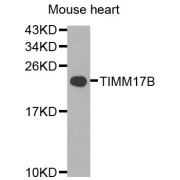 Western blot analysis of extracts of mouse heart, using TIMM17B antibody (abx006209) at 1/1000 dilution.