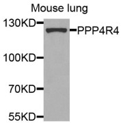 Western blot analysis of extracts of mouse lung, using PPP4R4 antibody (abx006213) at 1/1000 dilution.