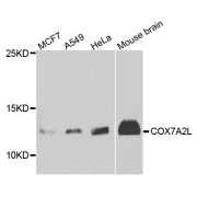 Western blot analysis of extracts of various cell lines, using COX7A2L antibody (abx006220) at 1/1000 dilution.